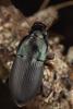 Harpalus dimidiatus